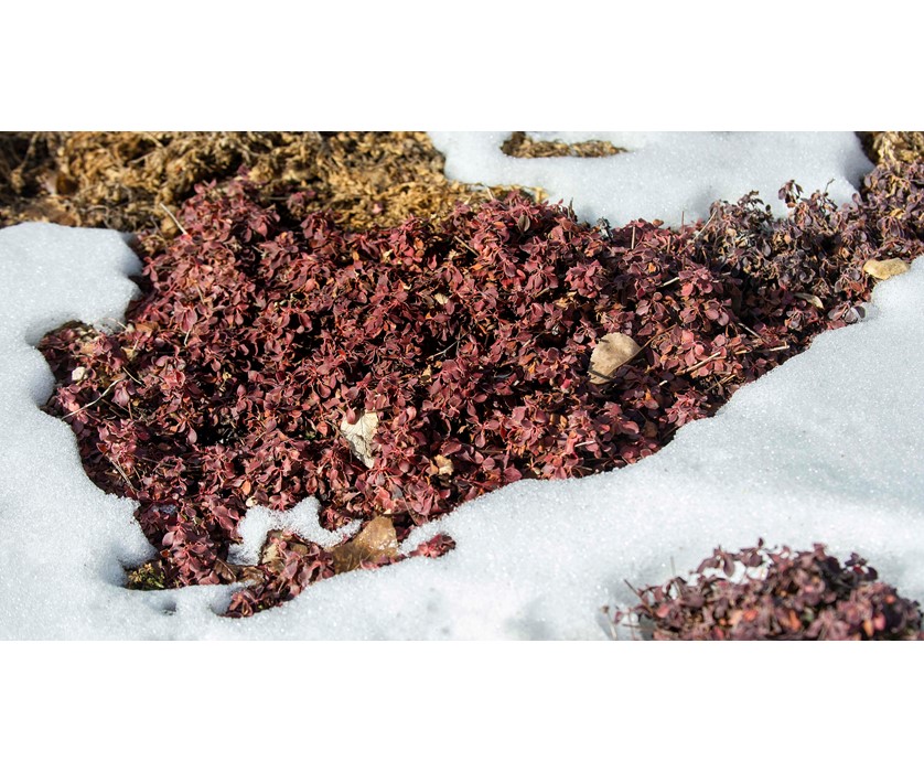 Kannah Creek Buckwheat
